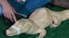 Bino's back was killing him. He was suffering from scoliosis. What's an albino alligator in that sort of health bind to do? Acupuncture, of course.